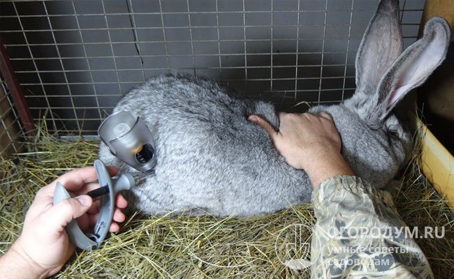 Прививки кроликам: что и когда делать, схема прививок новичкам