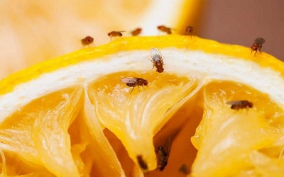 Продолжительность жизни плодовой мушки дрозофилы в квартире