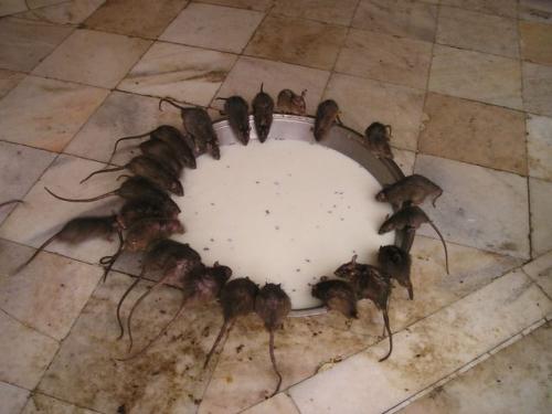 Проверенные методы борьбы с мышами, крысами и кротами в подвале