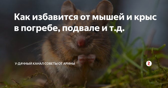 Проверенные методы борьбы с мышами, крысами и кротами в подвале