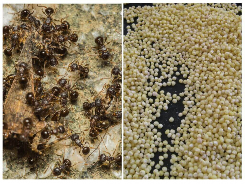 Просо от муравьев: как помогает и почему боятся