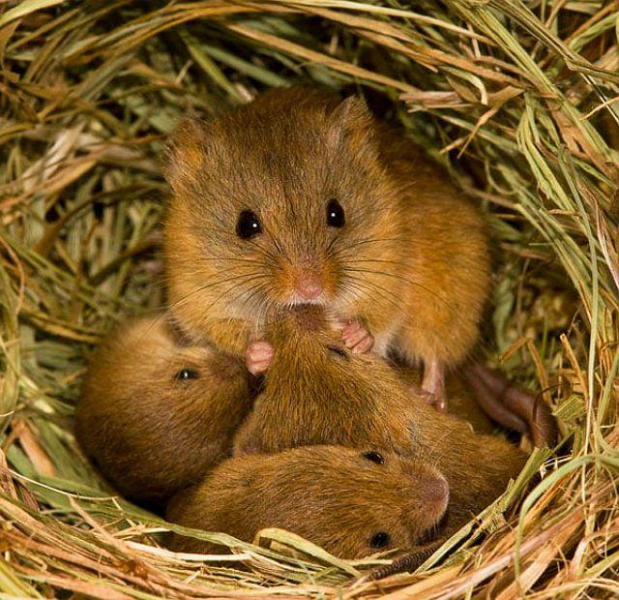Размножение и доставка мышей в домашних условиях и в естественных условиях