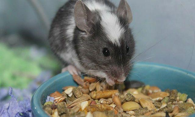 Размножение и доставка мышей в домашних условиях и в естественных условиях