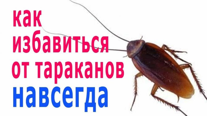 Рубит от тараканов: средство в виде геля, жидкости, инструкция, отзыв