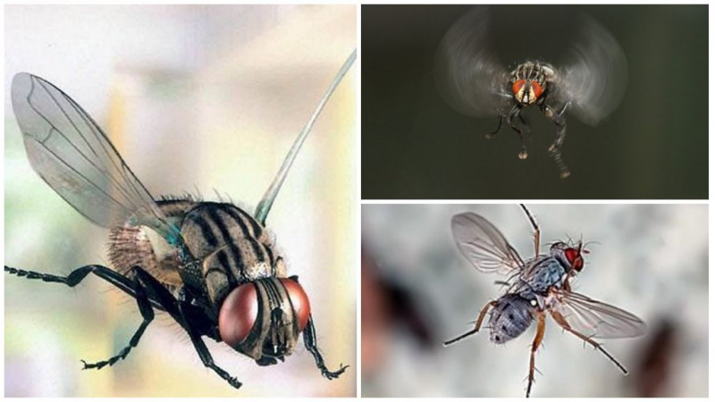 Как быстро летают мухи? Интересные факты о полете мух