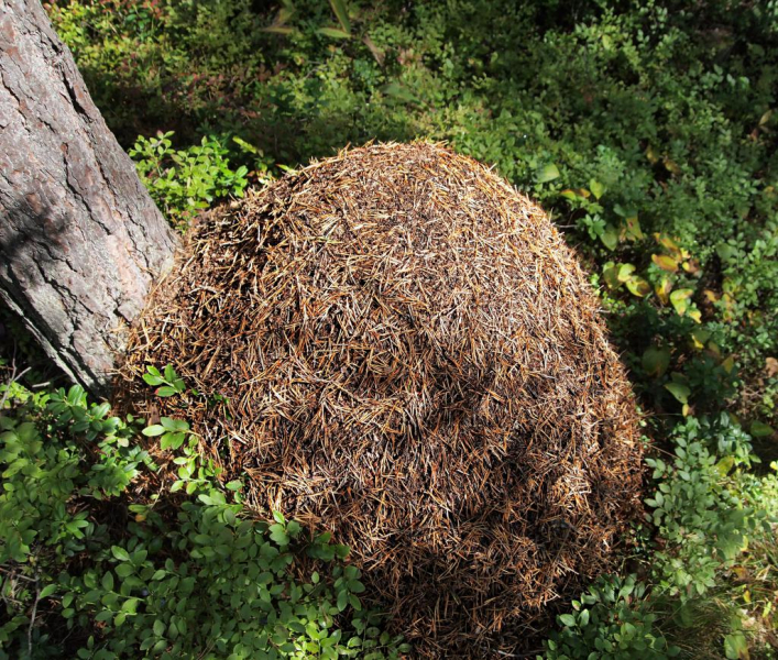 С какой стороны дерево муравьит строят муравейники