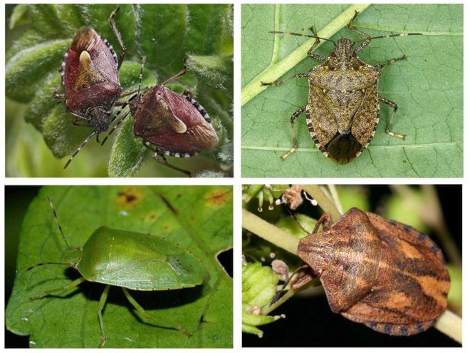 Садовые насекомые: виды защитников и вредителей, меры борьбы, появление в квартире, доме, детском саду