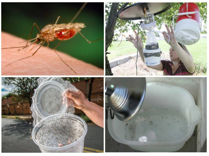 Самодельная ловушка для комаров: пошаговая инструкция изготовления разных видов изделий