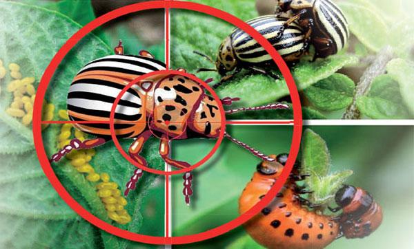 Самые эффективные яды колорадского жука: лучшие химические препараты и рейтинг других препаратов