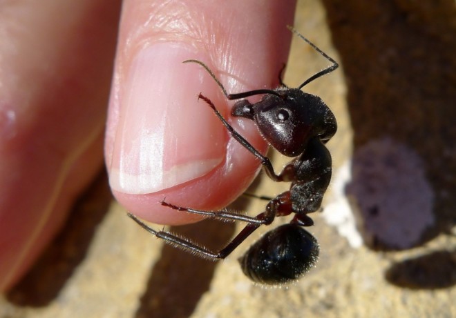 Самые опасные муравьи: где живут и с какой болью кусаются?