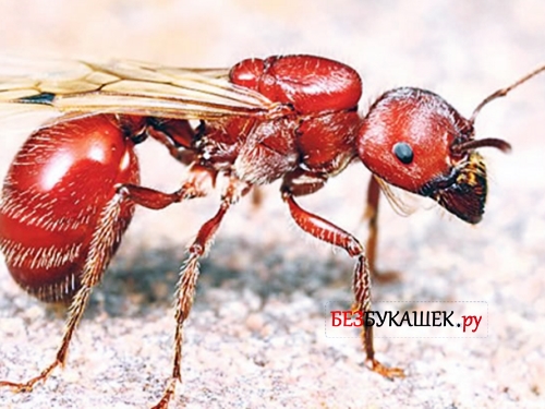 Самые опасные муравьи: где живут и с какой болью кусаются?