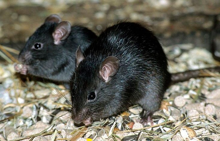 Пасюкская серая крыса: фото и описание жизни обыкновенного амбарного вредителя