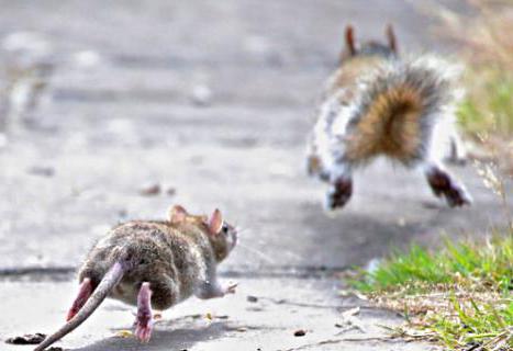 Пасюкская серая крыса: фото и описание жизни обыкновенного амбарного вредителя
