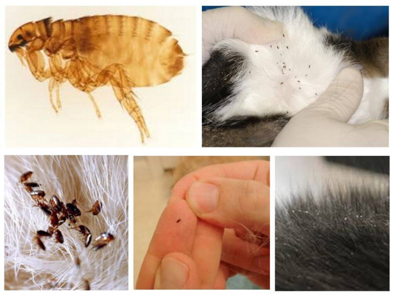 Шампунь от блох для котят: полезные советы по избавлению от паразитов