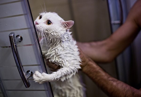 Шампунь от блох для котят: полезные советы по избавлению от паразитов