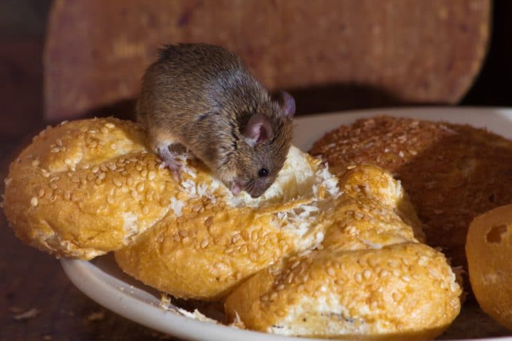 СИП панели и мыши, как бороться с грызунами в СИП доме