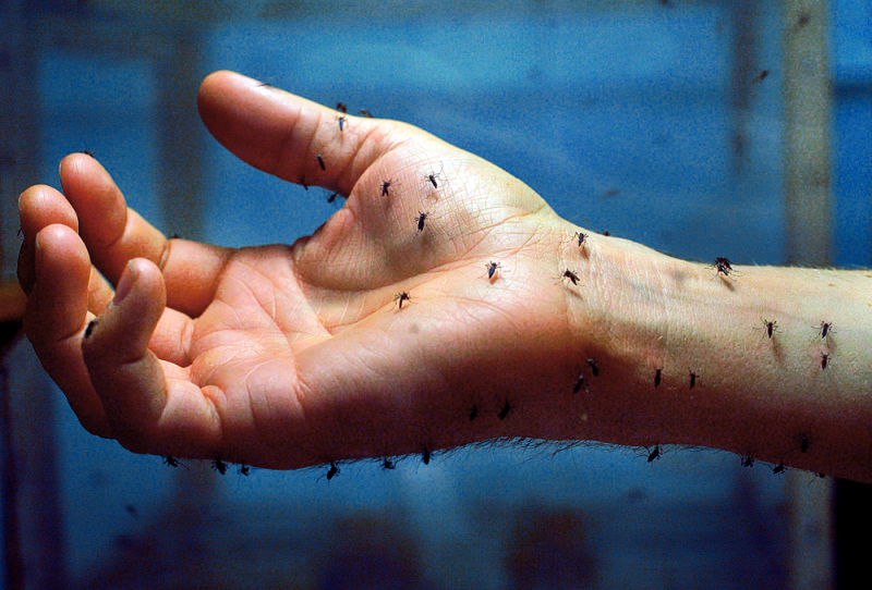 Сколько дней живет обычный комар в квартире после укуса человека