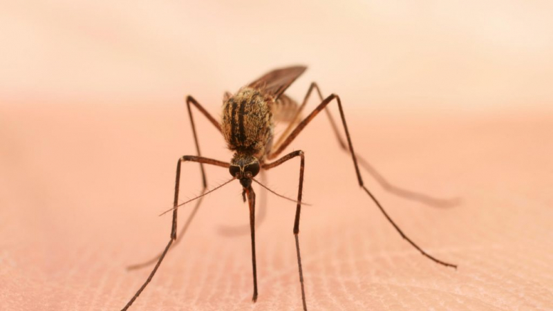 Сколько дней живет обычный комар в квартире после укуса человека
