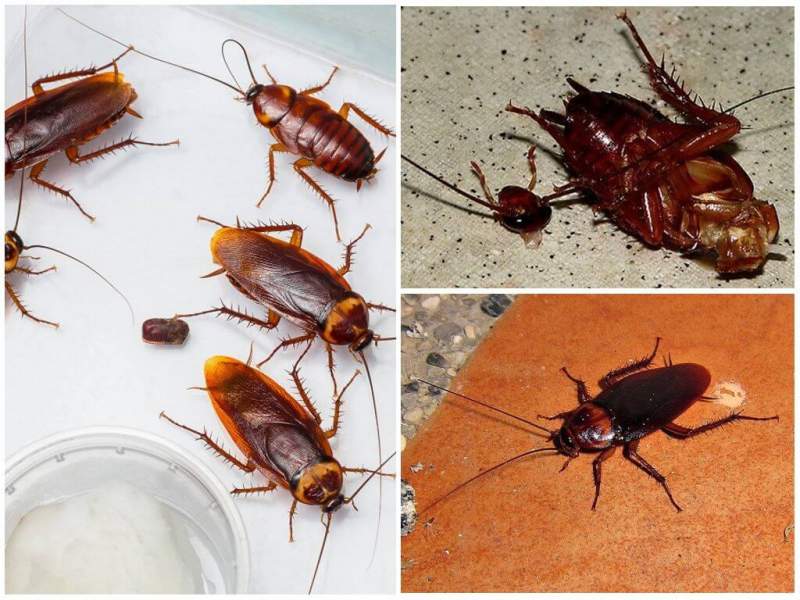 Сколько лет живут домашние, рыжие, черные и прусские тараканы без еды, без воды, без головы?