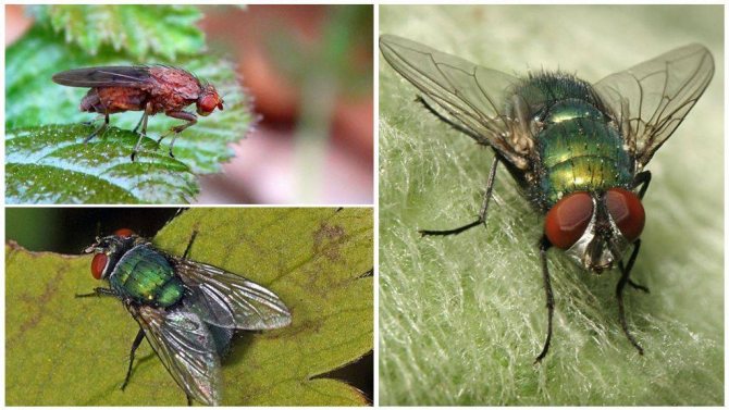Сколько ног у мухи? Строение и особенности насекомого
