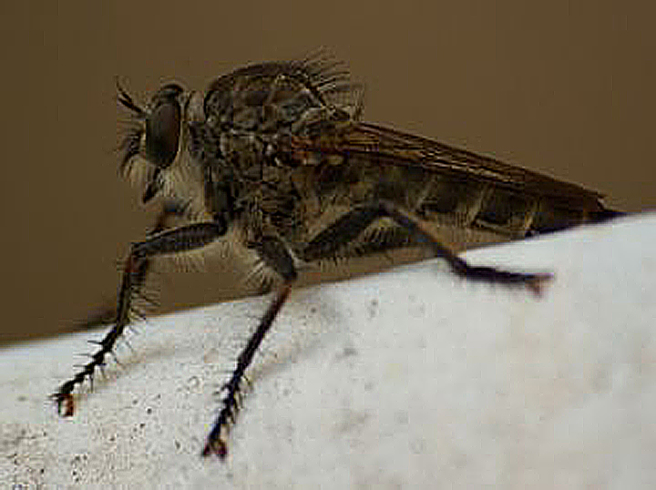 Сколько ног у мухи? Строение и особенности насекомого