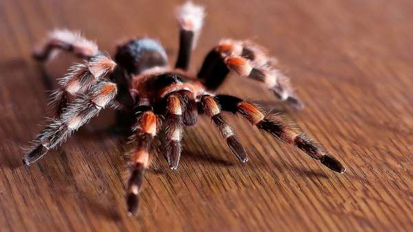 Сколько ног у паука и какую роль они играют?