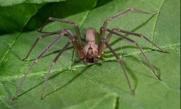 Сколько ног у паука и какую роль они играют?