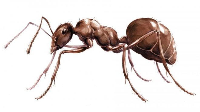 Сколько ног у муравья: строение ног насекомого, основные и вспомогательные функции ног