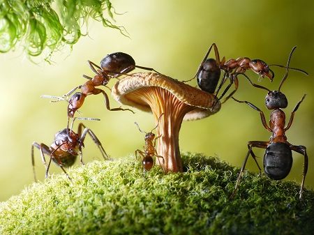 Сколько ног у муравья: строение ног насекомого, основные и вспомогательные функции ног
