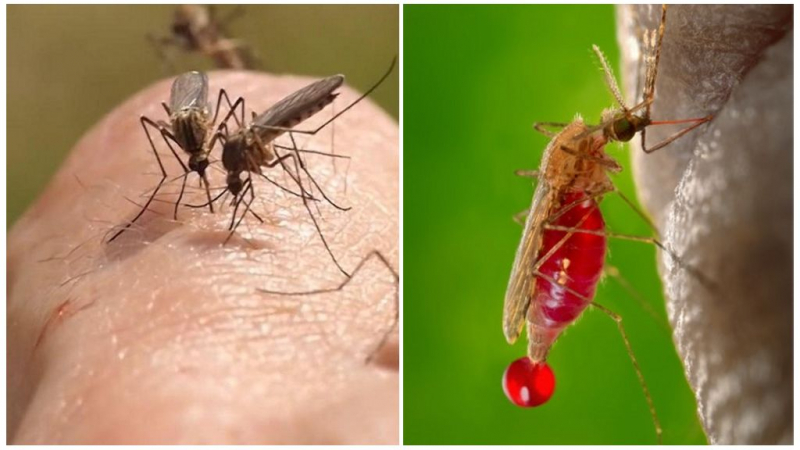 Сколько раз может укусить один и тот же комар?