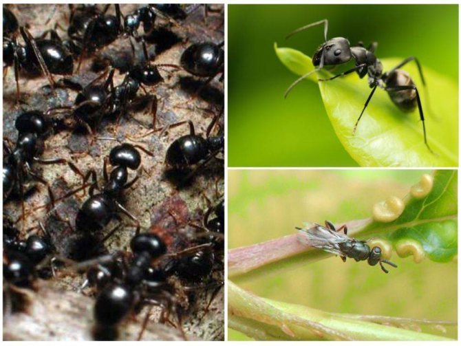 Сколько весит муравей и какой груз он может поднять