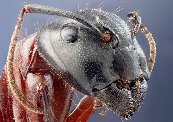 Сколько весит муравей и какой груз он может поднять