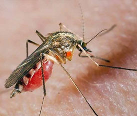 Сколько живет комар после укуса? Дохнет ли комар в квартире