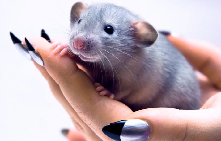 Сколько живут домашние крысы: как продлить жизнь питомцу, правила кормления и ухода