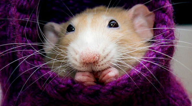 Сколько живут домашние крысы: как продлить жизнь питомцу, правила кормления и ухода