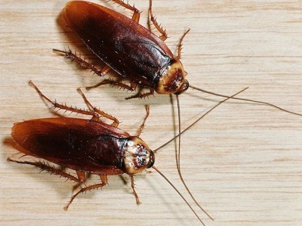 Сколько живут домашние тараканы? Этапы развития