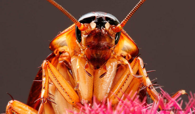Сколько живут домашние тараканы? Этапы развития