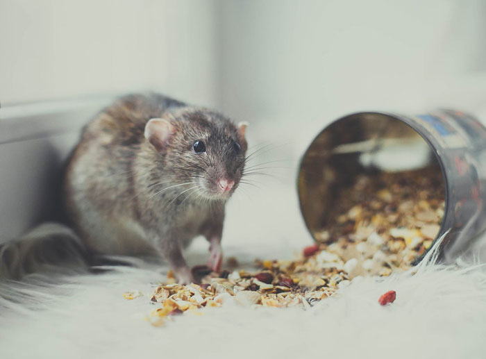 Сколько живут крысы, какие бывают виды и породы, их вес и размер?