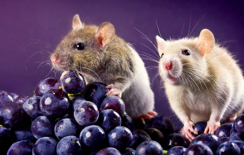 Сколько живут крысы, какие бывают виды и породы, их вес и размер?
