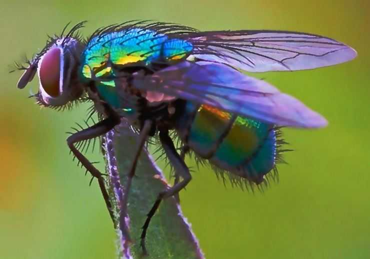 Сколько живут мухи, сколько у них глаз и ног, как размножаются обыкновенные мухи?