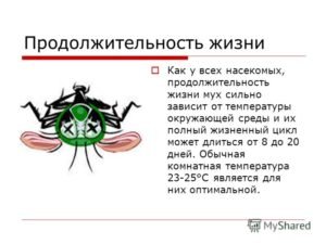 Сколько живут мухи, сколько у них глаз и ног, как размножаются обыкновенные мухи?