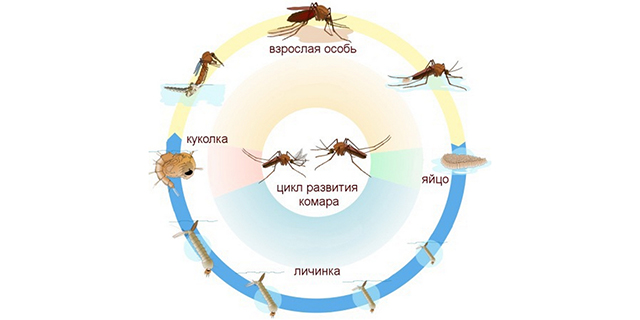 Сколько живут обычные комары, продолжительность жизни в целом и после укуса человека