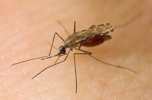 Сколько живут обычные комары, продолжительность жизни в целом и после укуса человека
