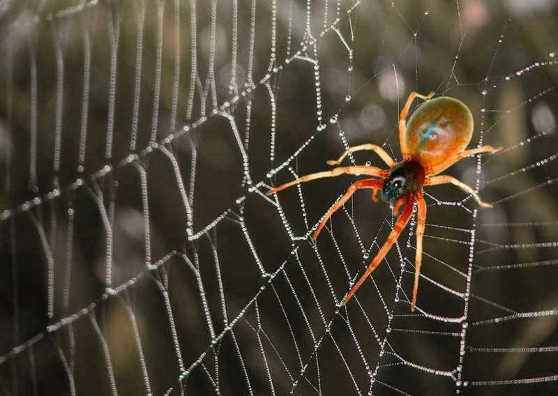 Сколько живут пауки в квартире и на природе? Продолжительность жизни паукообразных