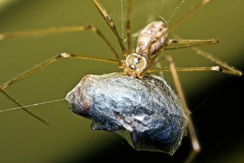 Сколько живут пауки в квартире и на природе? Продолжительность жизни паукообразных