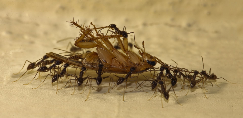 Сколько живут тараканы дома, без еды, без воды и при разной температуре