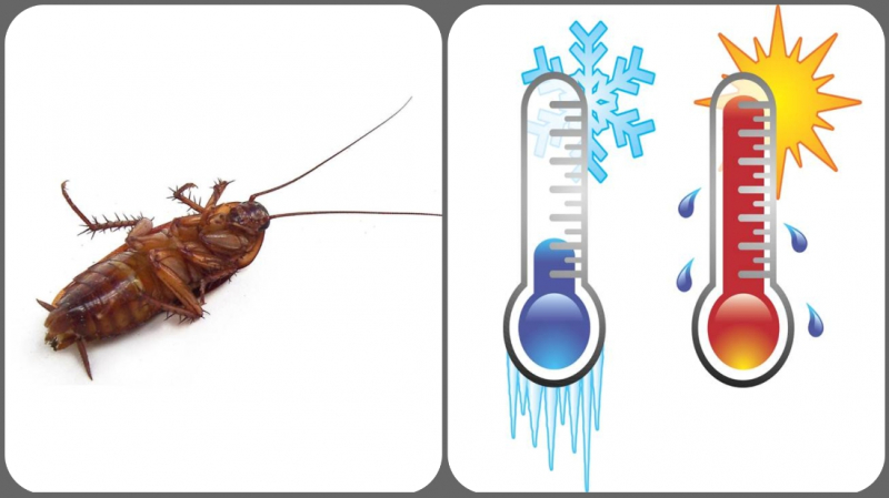 Сколько живут тараканы дома, без еды, без воды и при разной температуре