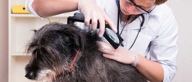 Собаку укусил клещ: признаки, симптомы, лечение укуса клеща у собаки