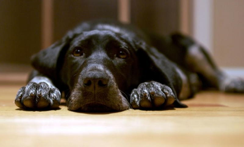 Собаку укусил клещ: признаки, симптомы, лечение укуса клеща у собаки