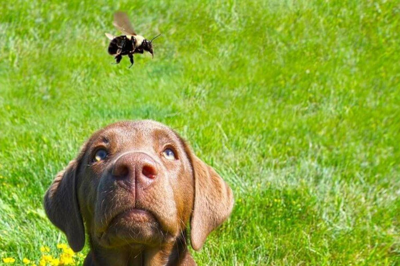 Собаку укусила пчела: обзор признаков укуса пчелы у собак, что делать